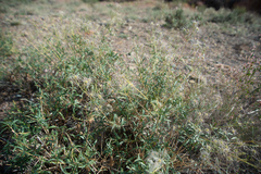 Clematis songorica