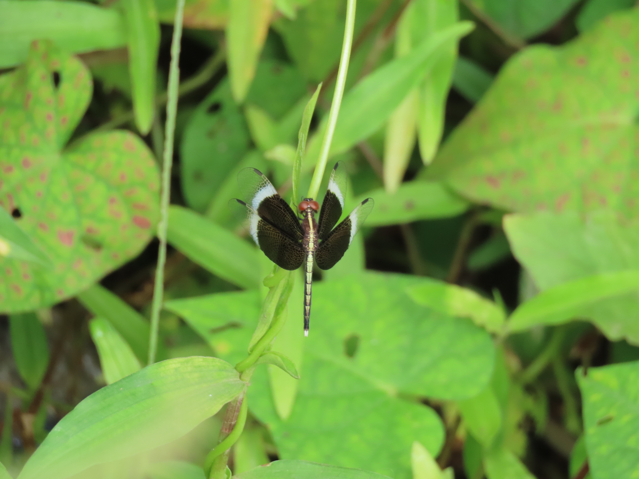 Pied Paddy Skimmer