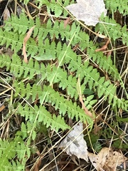 Dryopteris intermedia