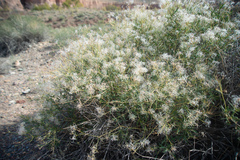 Clematis songorica