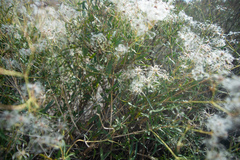 Clematis songorica