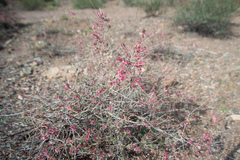 Atraphaxis frutescens