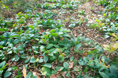 Zygophyllum