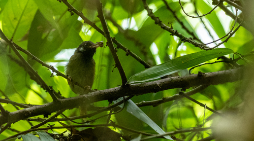 White-eared Tailorbird (Orthotomus cinereiceps), photo 2