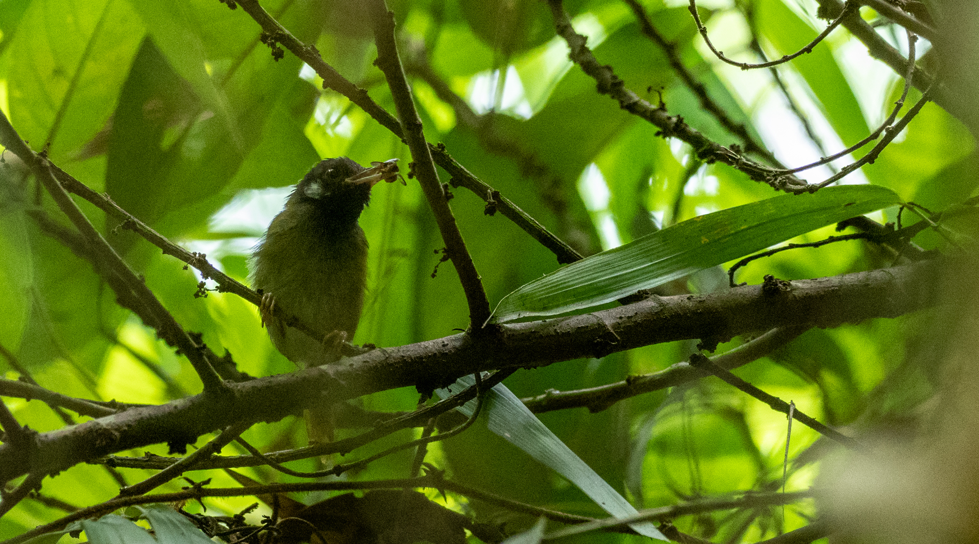 White-eared Tailorbird (Orthotomus cinereiceps), photo 2