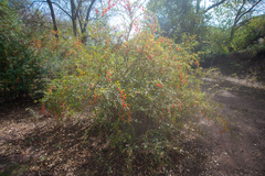 Berberis iliensis