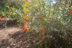 Berberis iliensis