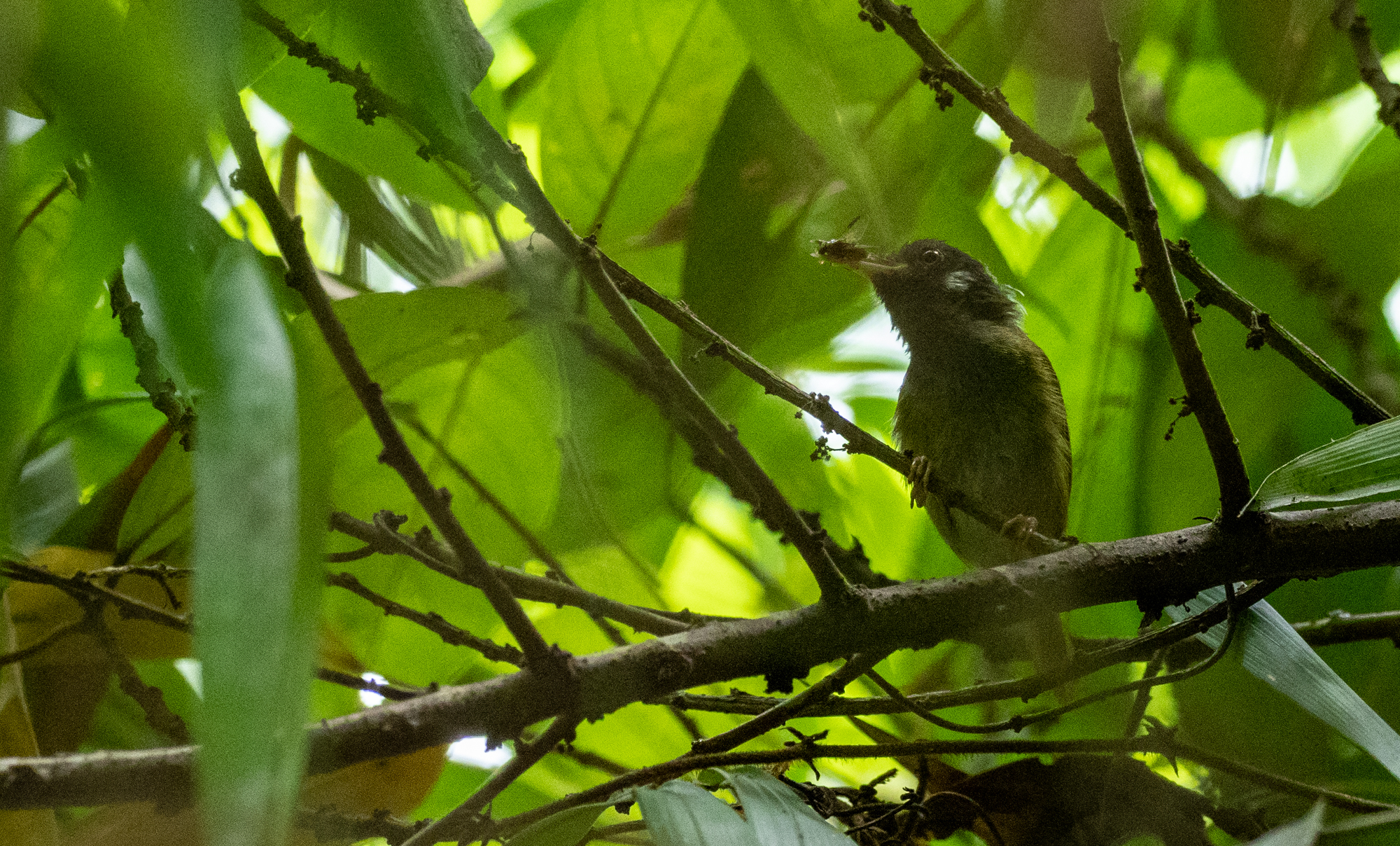 White-eared Tailorbird (Orthotomus cinereiceps), photo 5