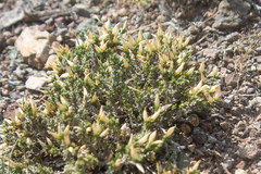 Nanophyton iliense