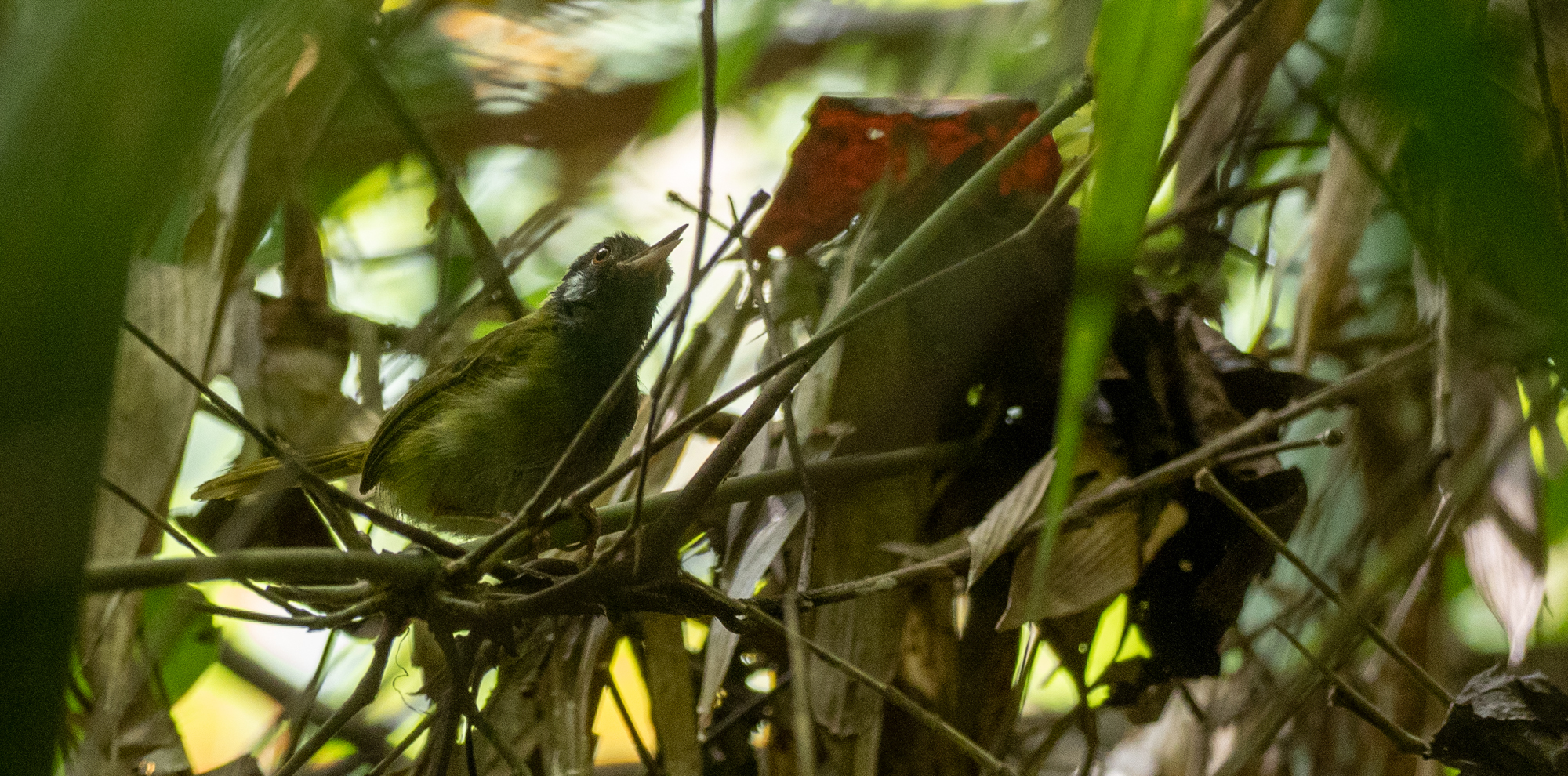 White-eared Tailorbird (Orthotomus cinereiceps), photo 6