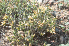 Nanophyton iliense