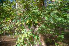 Fraxinus sogdiana