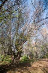 Fraxinus sogdiana