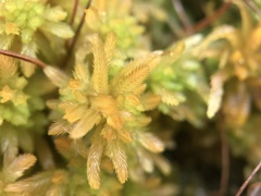 Sphagnum pulchrum