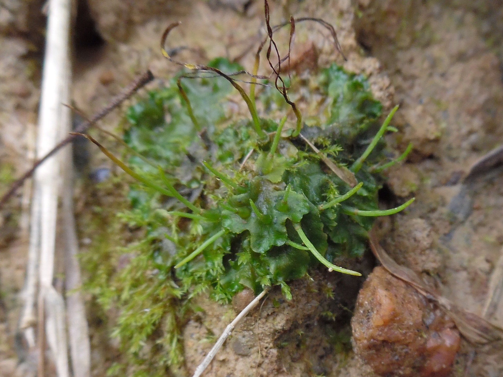 Phaeoceros laevis