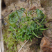 Smooth Hornwort - Photo (c) Tomás Curtis, some rights reserved (CC BY-NC), uploaded by Tomás Curtis