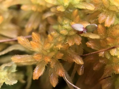 Sphagnum pulchrum