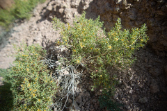 Sympegma regelii