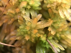 Sphagnum pulchrum