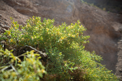 Sympegma regelii