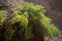 Sympegma regelii