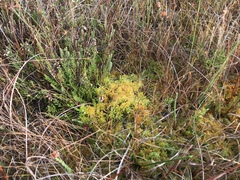 Sphagnum pulchrum