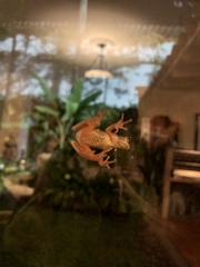 Dendropsophus bogerti