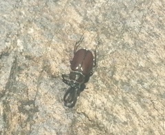 Sphaenognathus bellicosus