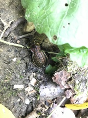 Carabus ulrichii