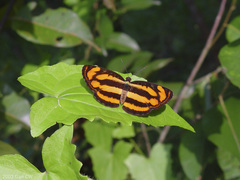 Pantoporia