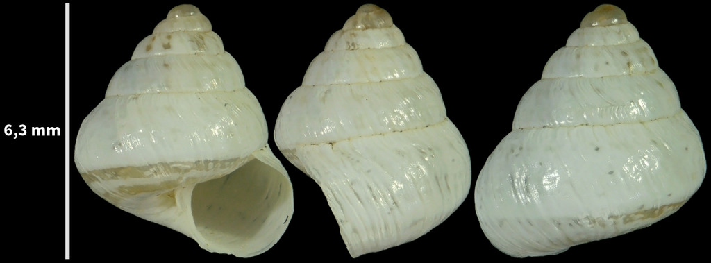 Cochlicella conoidea