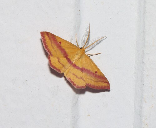 Chickweed Geometer Moth photo 4