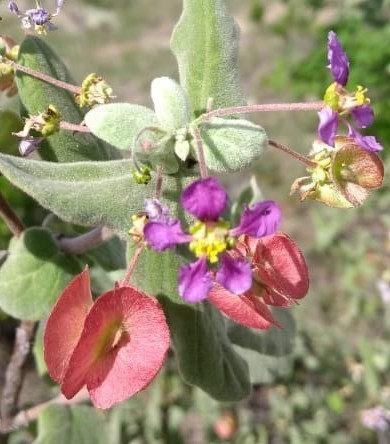 (Calcicola)