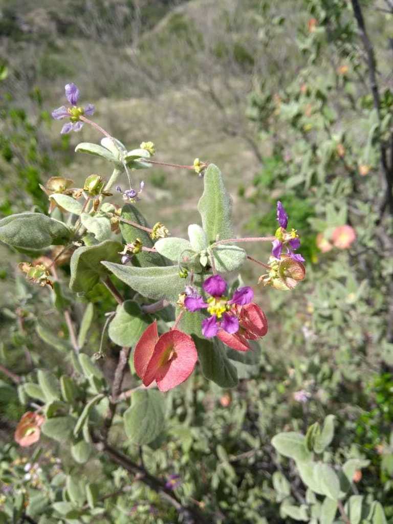 Calcicola parvifolia