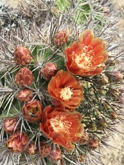 Eriosyce curvispina