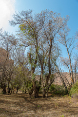 Fraxinus sogdiana