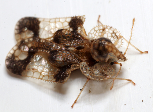 Walnut Lace Bug photo 5