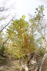 Fraxinus sogdiana