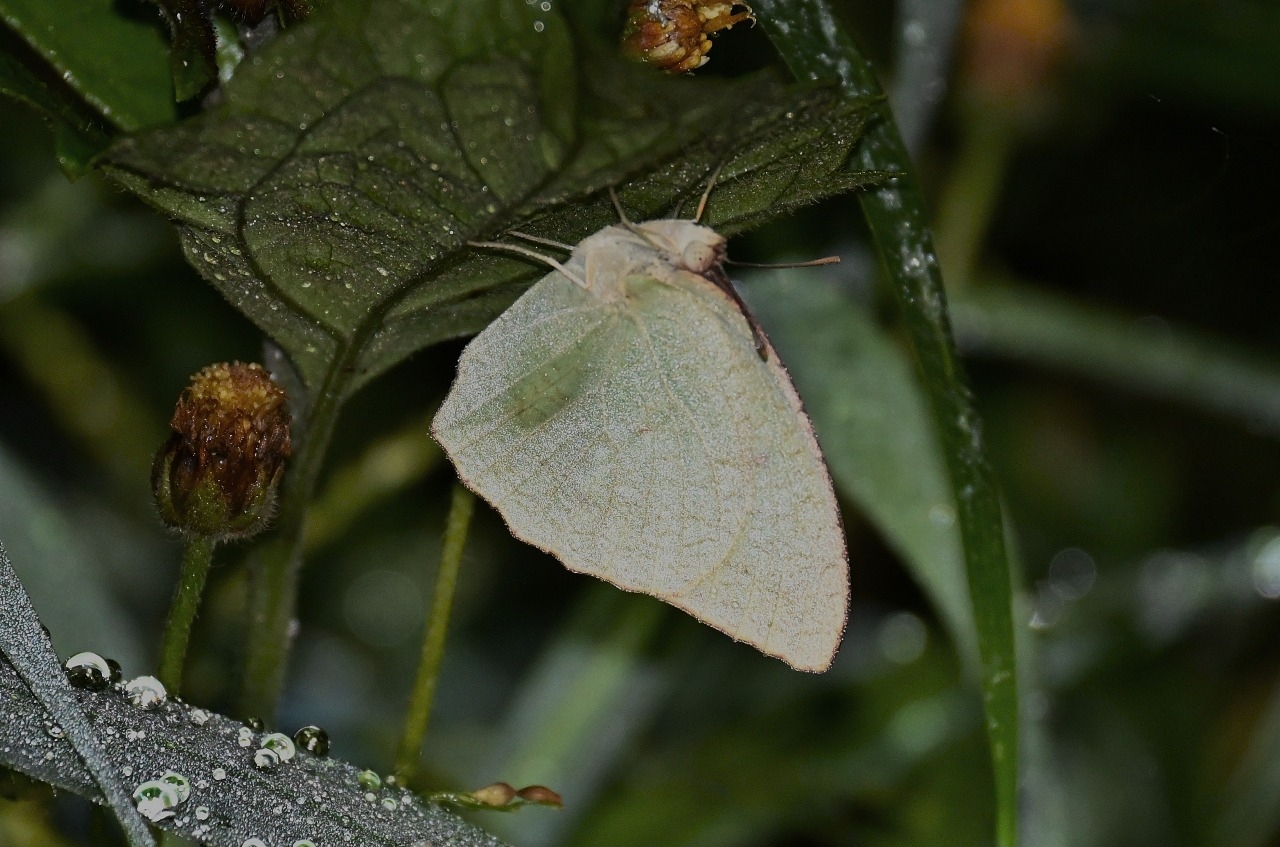 Mottled Emigrant