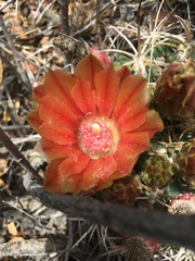 Eriosyce curvispina