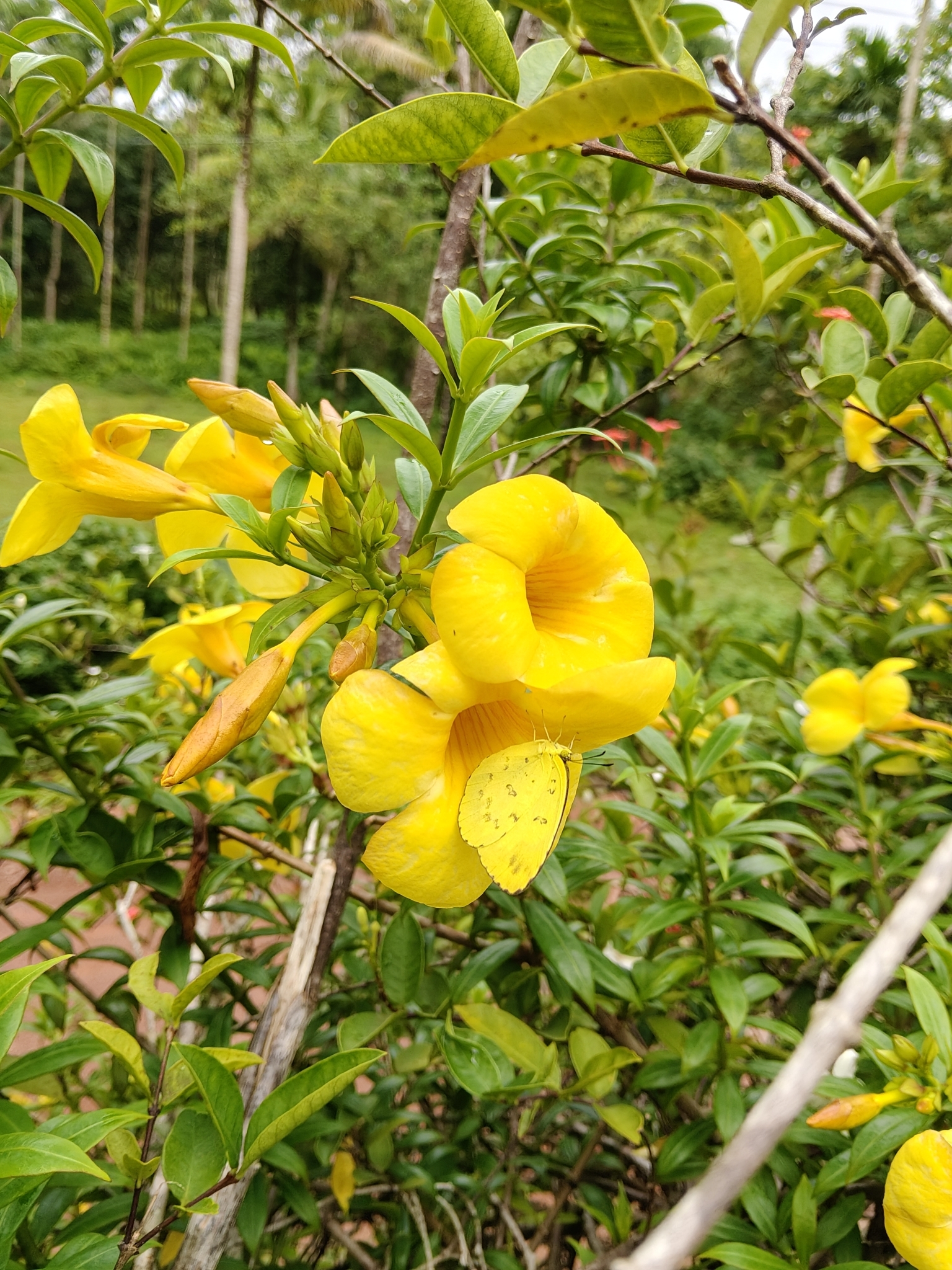 Three-Spot Grass Yellow