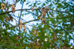 Fraxinus sogdiana