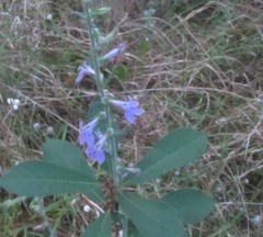Lobelia reverchonii