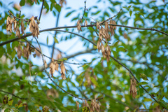 Fraxinus sogdiana