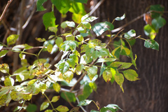 Fraxinus sogdiana