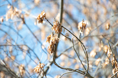 Fraxinus sogdiana