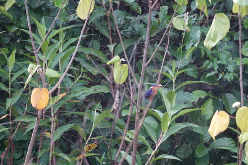 Malachite Kingfisher