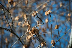 Fraxinus sogdiana