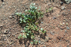 Zygophyllum