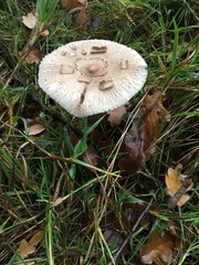 Agaricales